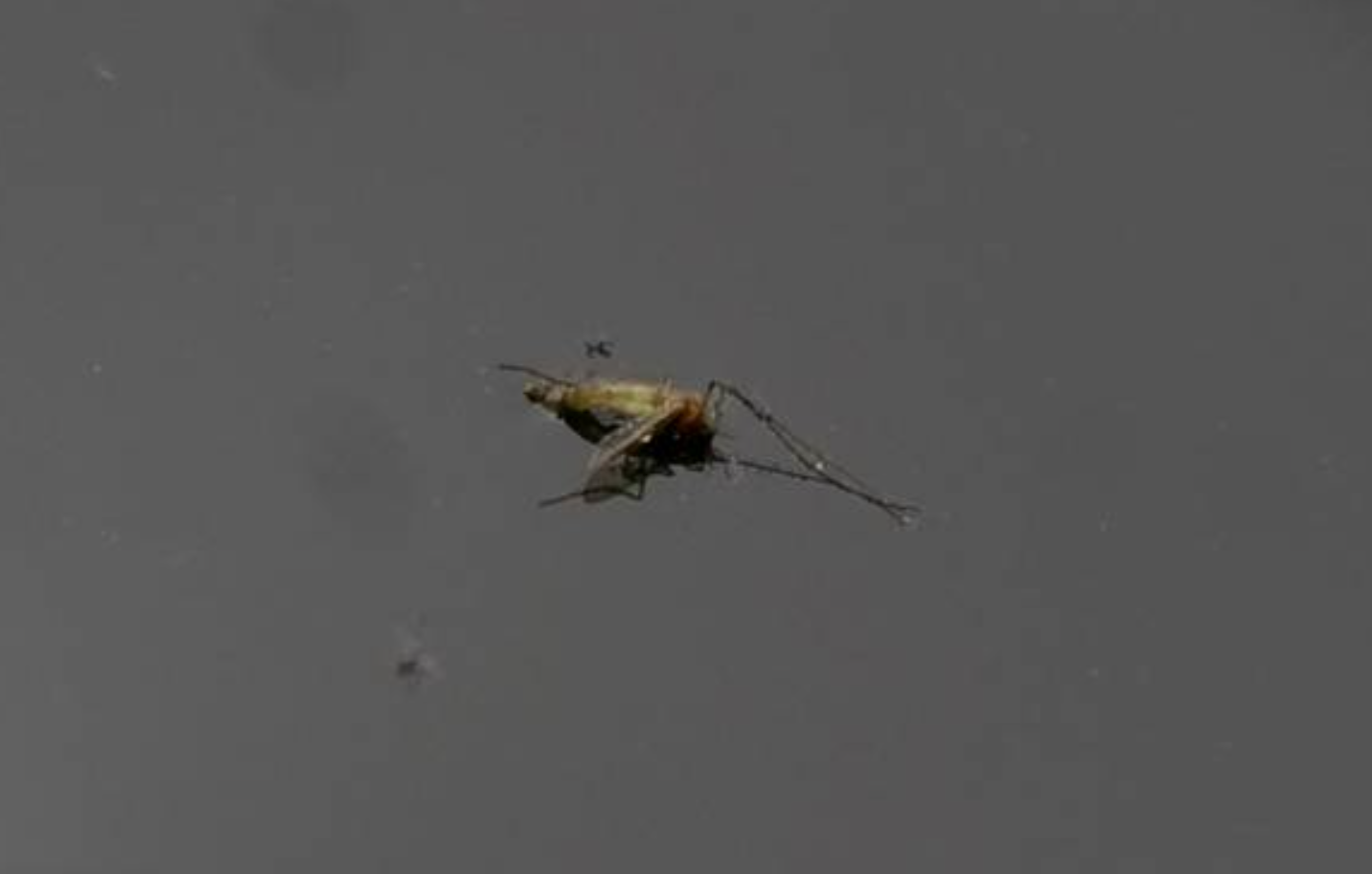 Muere niño por dengue en Nuevo León
